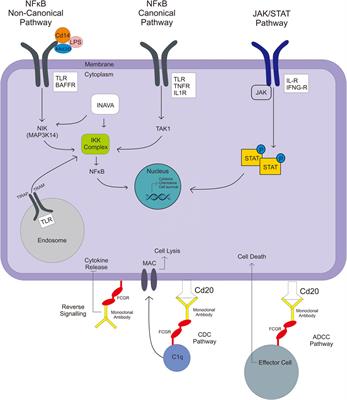Genetic Polymorphisms and the Clinical Response to Systemic Lupus Erythematosus Treatment Towards Personalized Medicine